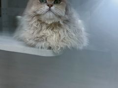 -青奢宠物·青奢猫舍