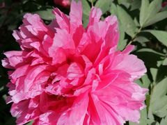 -石家庄市植物园