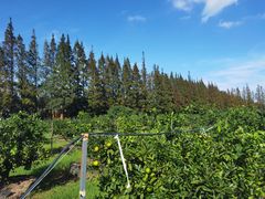 -前小桔亲子创意农场·草莓采摘·露营烧烤