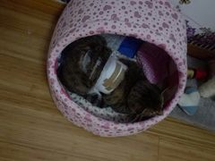 -艾吉宠物医院·疑难杂症转诊中心·猫友好(碧江路院)