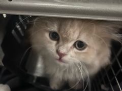 -唐小姐の猫狗洗护·购宠旗舰店(周浦万达店)