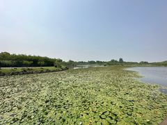 -上海海湾国家森林公园