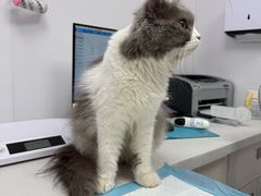 -博特宠物医院24h犬猫全科.骨科·异宠