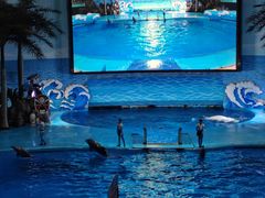 -海合安成都极地海洋公园