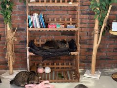 -豆逗聊愈猫阁Easy Life