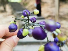 -火炉山森林公园