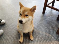 -柴源莊·柴小宠柴犬咖啡