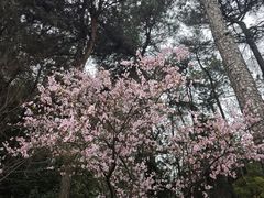 -铁山坪森林公园