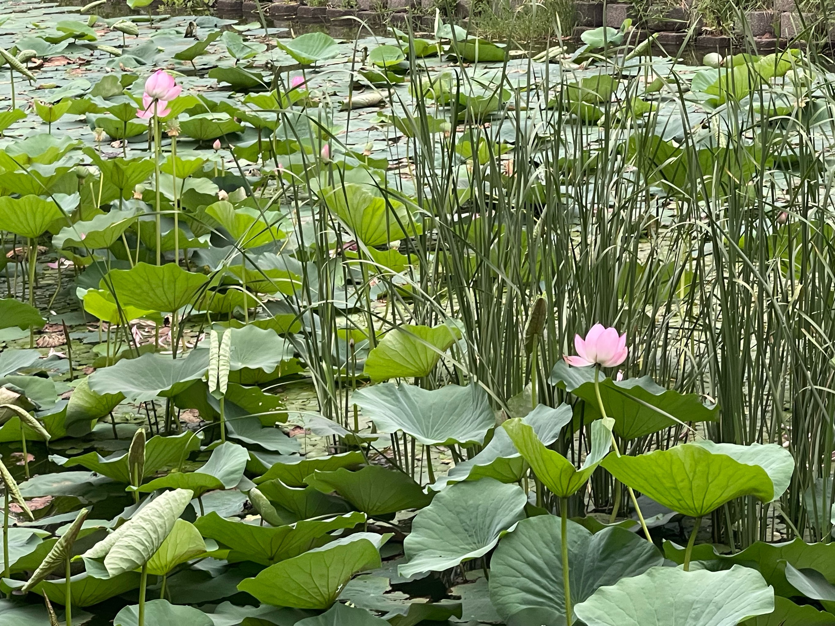 岸边荷花图片