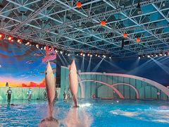-海合安青岛极地海洋公园