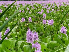 -白鹭湾湿地公园