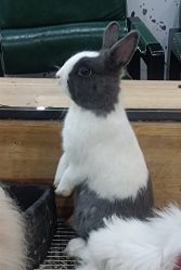 -神奇动物撸宠馆·羊驼·小浣熊·异宠(豫园店)