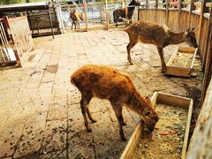 -北京鹿世界主题园