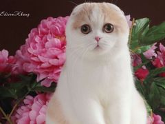 -Bastet sally猫舍购宠(静安店)