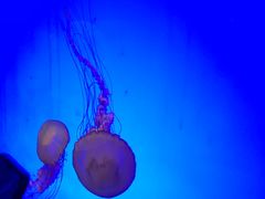 -上海海洋水族馆