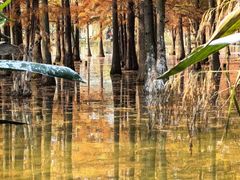 -白鹭湾湿地公园