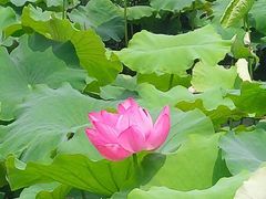 -荷塘月色湿地公园·向阳花洲