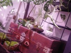 -植觉