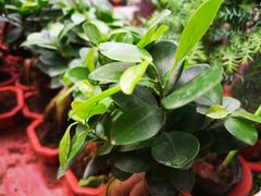 -秦美花卉(天朗·莱茵小城2期店)