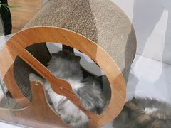 -COLOR PETS 撸猫馆·购猫·猫咖(长风大悦城店)