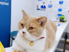-伟伟宠物医院·CT影像中心·瑞派犬猫综合性门诊(汉口总院)