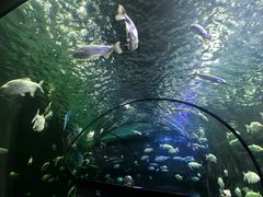 -西安曲江海洋极地公园