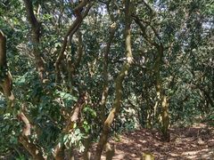 -风云岭森林公园