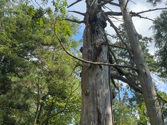 -天目山大树王景区