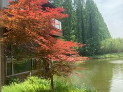 -黄海国家森林公园