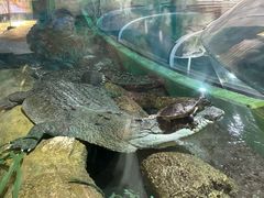 -上海海洋水族馆