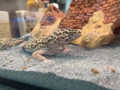 -桃源乐钓虾馆(松岗概念店)