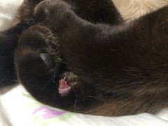 -瑞派宠物医院·24小时骨科·心脏·核磁(哈尔滨南岗店)