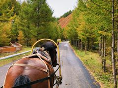 -苏木山森林公园