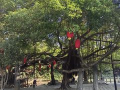 -小洲村