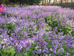 -泰州凤城河风景区-泰山公园