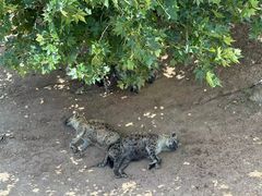 -西霞口神雕山野生动物世界