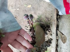 -呀路古热带植物园