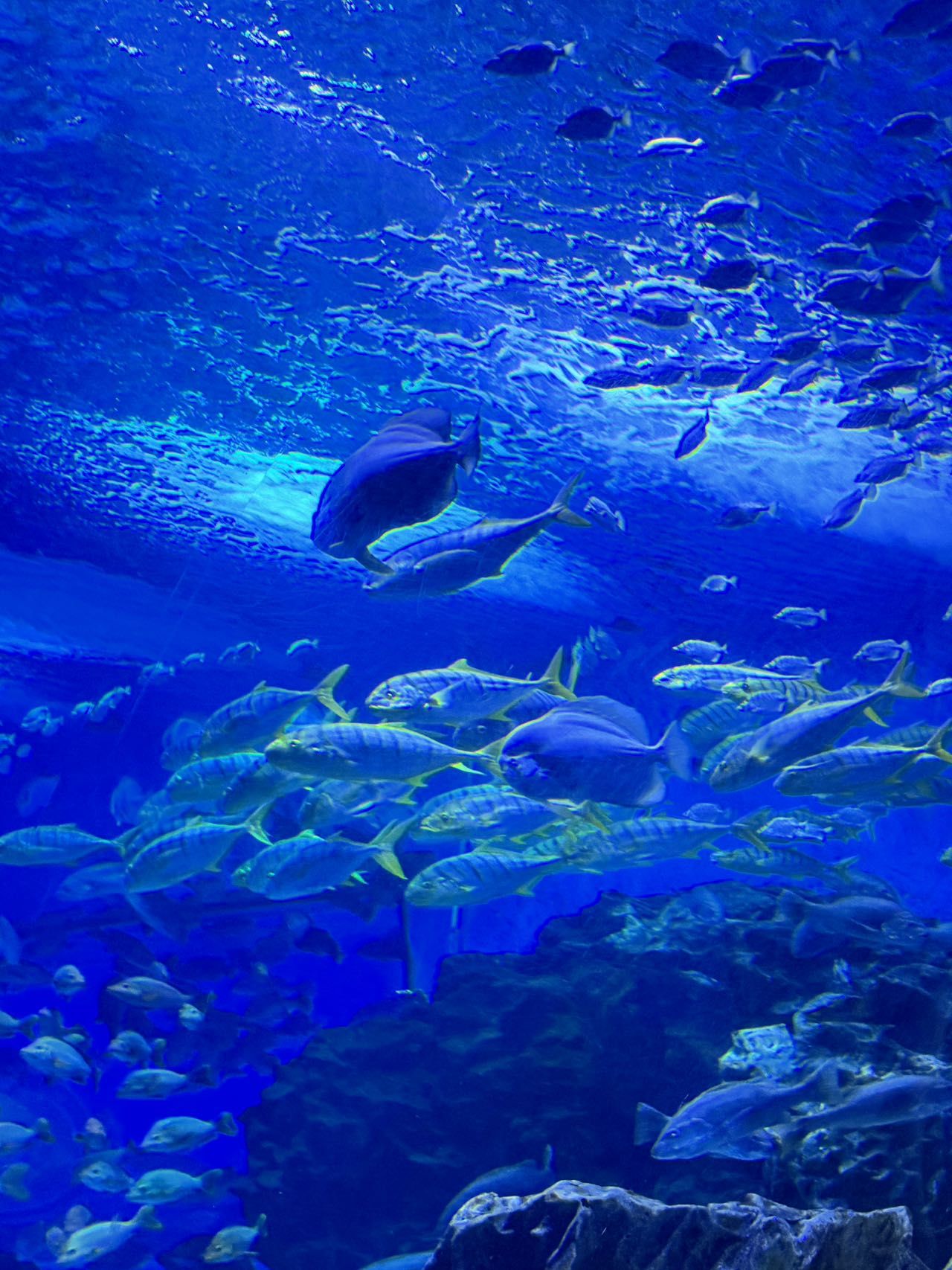 中秋遛娃好去处!天津极地海洋度假区!