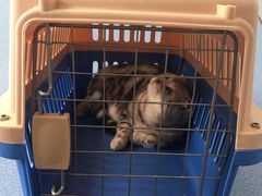-伟伟宠物医院·CT影像中心·瑞派犬猫综合性门诊(汉口总院)