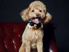 -超宠爱宠物摄影-Super pet