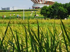 -光明小镇欢乐田园