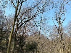 -南京老山国家森林公园