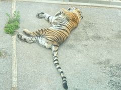 -大连森林动物园