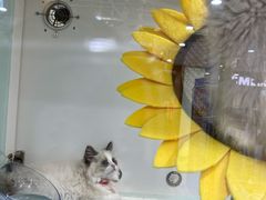 -糯米喵星人·撸猫猫舍咖啡馆(西市场嘉华店)