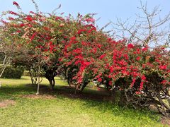 -中国科学院西双版纳热带植物园