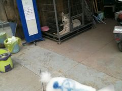 -西安京西宠物医院·瘫痪·疑难杂症