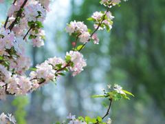 -海棠花溪(元大都城垣遗址公园)