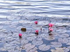 -荔湾湖公园