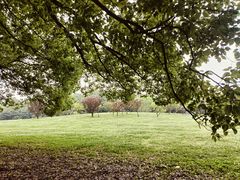 -上海共青森林公园