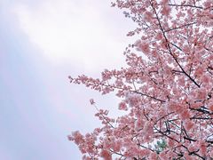 -顾村公园